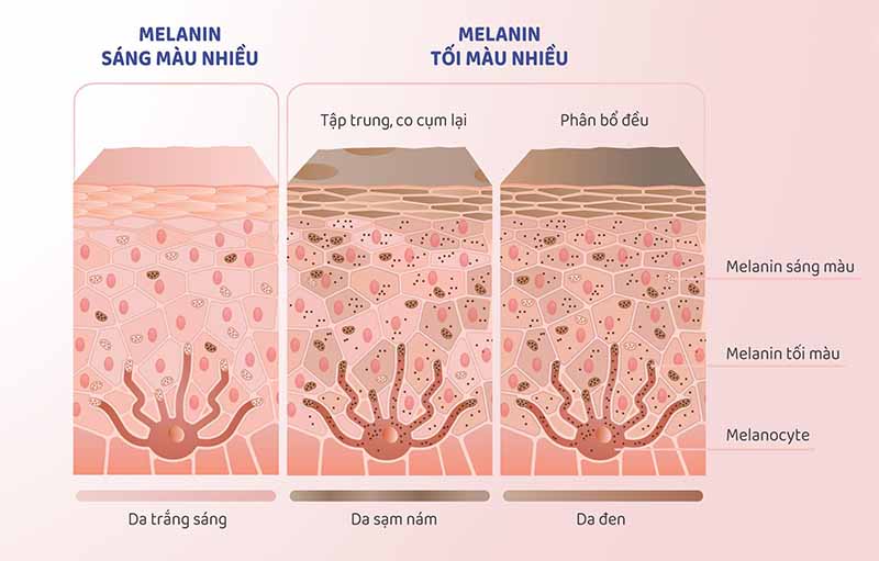 tieu_diet_melanin_tren_da_mat